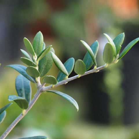 Olive Arbequina (Fruiting) - Live Plant