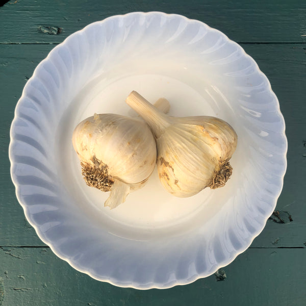 Bulbs - Garlic, Armenian OG - PREORDER