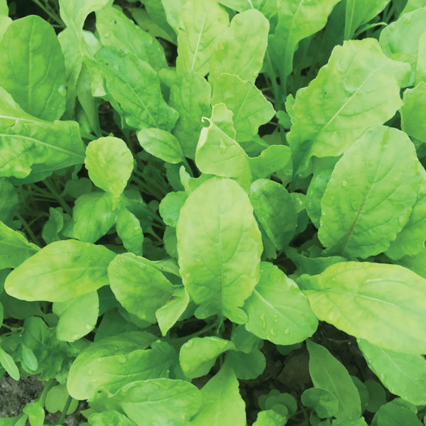 Arugula (Certified Organic Seeds)