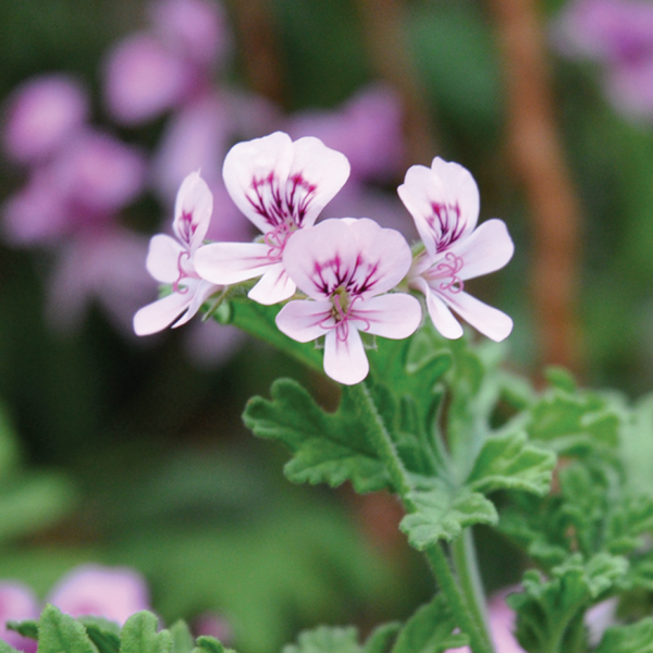 Live Plant - Scented Geranium, Attar of Roses (Pelargonium capitatum)