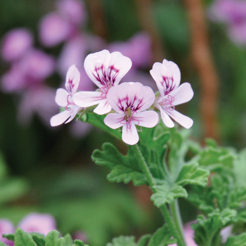 Live Plant - Scented Geranium, Attar of Roses (Pelargonium capitatum)