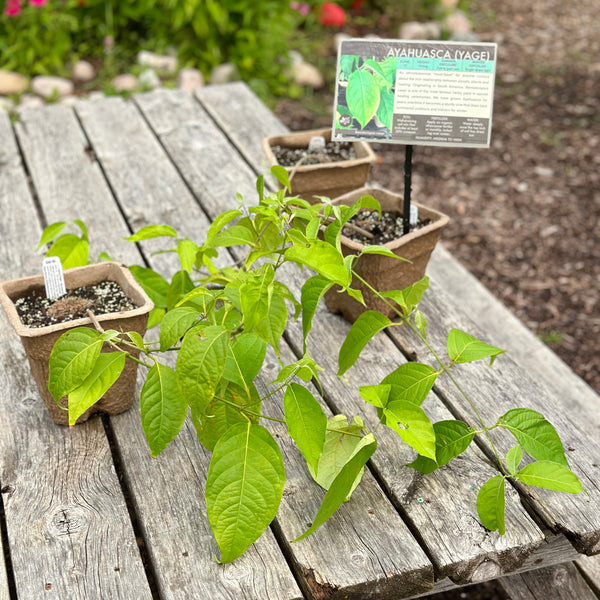 Live Plant - Ayahuasca (Banisteriopsis caapi)