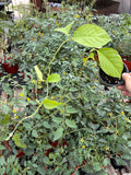 Live Plant - Ayahuasca (Banisteriopsis caapi)