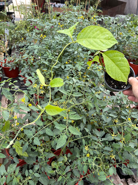 Live Plant - Ayahuasca (Banisteriopsis caapi)