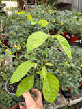 Live Plant - Ayahuasca (Banisteriopsis caapi)
