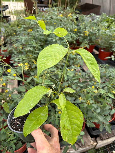 Live Plant - Ayahuasca (Banisteriopsis caapi)