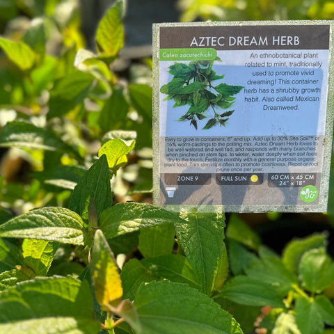 Live Plant - Aztec Dream Herb (Calea zacatechichi)