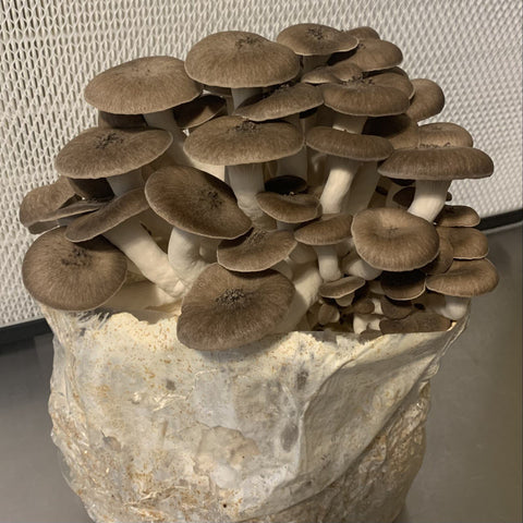 Mushroom Growing Kit (indoor) - Black Pearl King Oyster