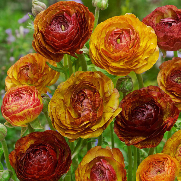 Bulbs (Spring) - Ranunculus, Cafe au Lait