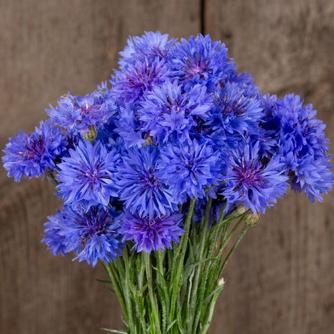 Bachelor Button, Blue Boy (Certified Organic Seeds)