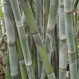 Biomes at The Leaf - Monday, October 20, 2025