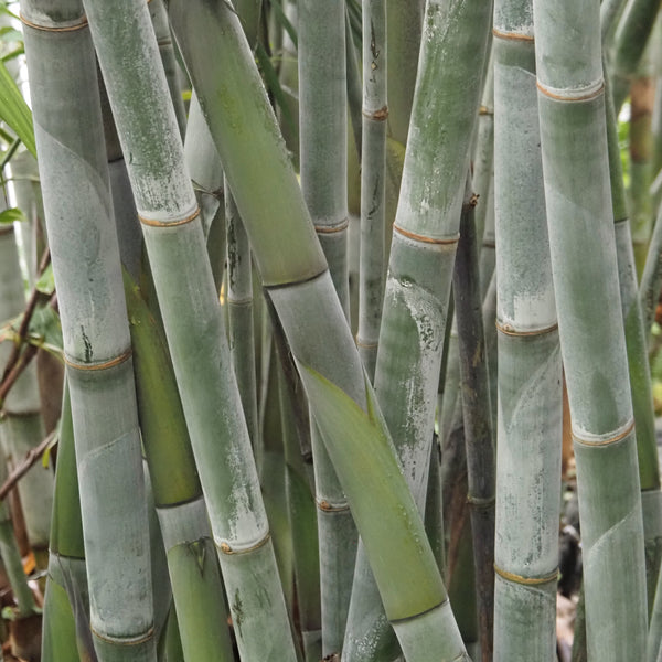 Biomes at The Leaf - Monday, October 20, 2025