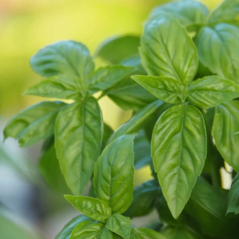 Gourmet Italian Basil Collection - Set of 5 in root developer pots