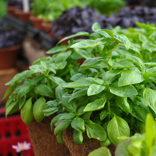 italian Basil in pots