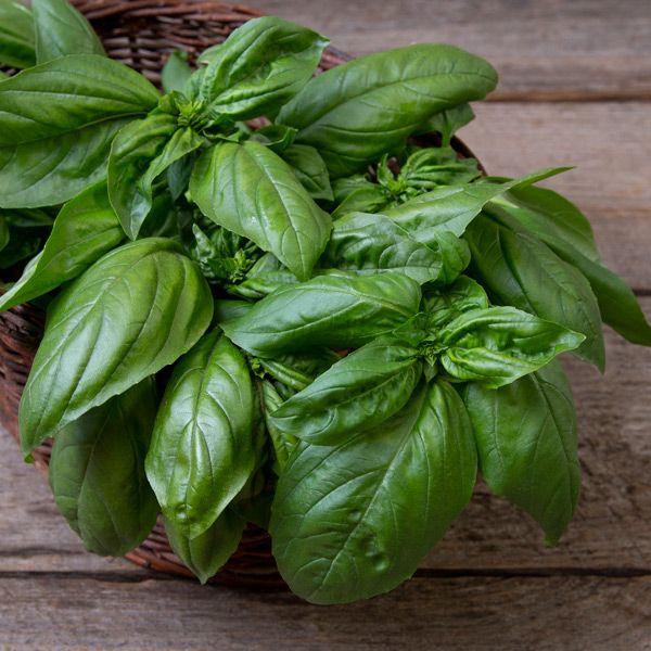 Basil, Gustoso (Certified Organic Seeds)