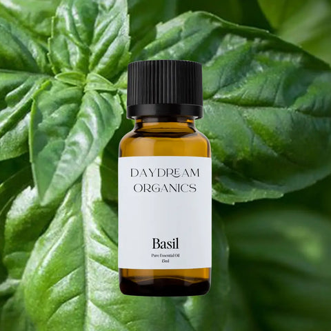 Daydream Organics Basil Essential Oil 15 ml