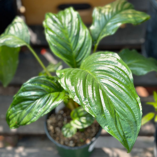 Live Plant - Bat Plant (Tacca chantieri)