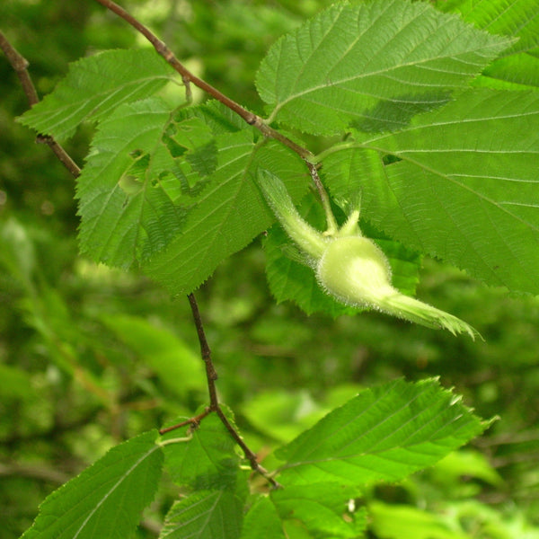 Hazelnut, Beaked - 2-gallon ORCHARD PREORDER FOR LATE MAY 2024