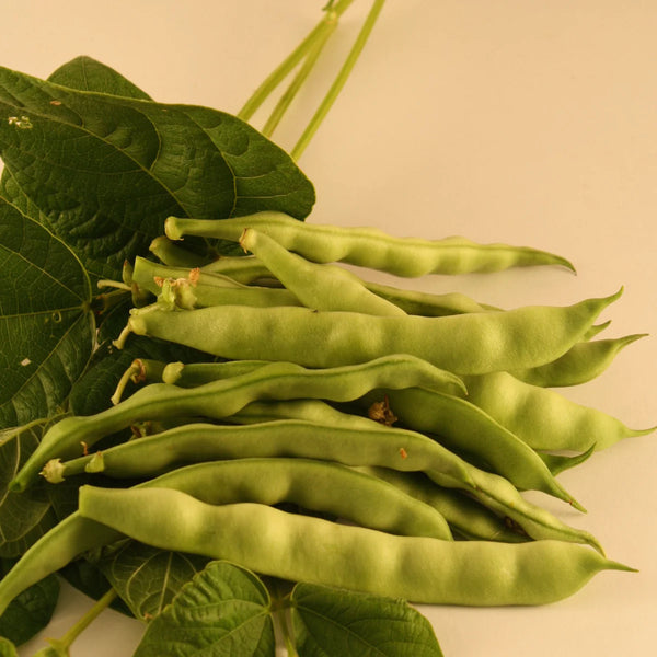 Bean (Pole), Kahnawake Mohawk (Certified Organic Seeds)