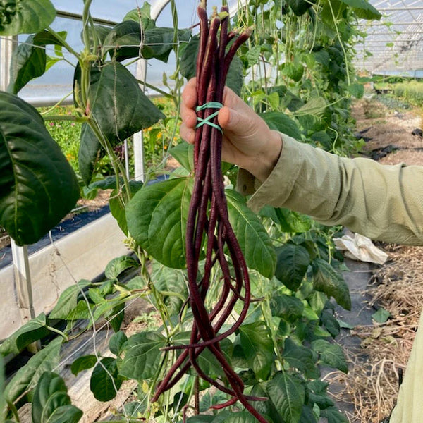 Bean (Pole), Red Noodle Yardlong (Certified Organic Seeds)