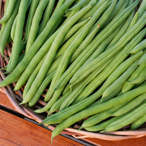 Bean (Pole), Cobra (Certified Organic Seeds)