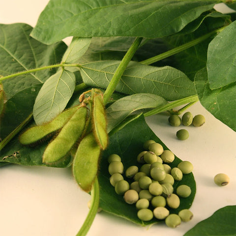 Bean (Soy), Envy Edamame (Certified Organic Seeds)