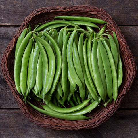 Bean (Bush), Forrester (Romano) (Certified Organic Seeds)