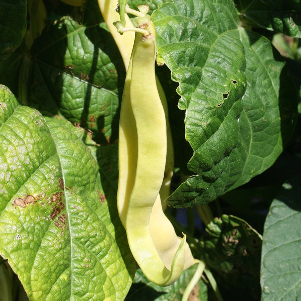 Bean (Pole), Gold Marie (Romano) (Certified Organic Seeds)