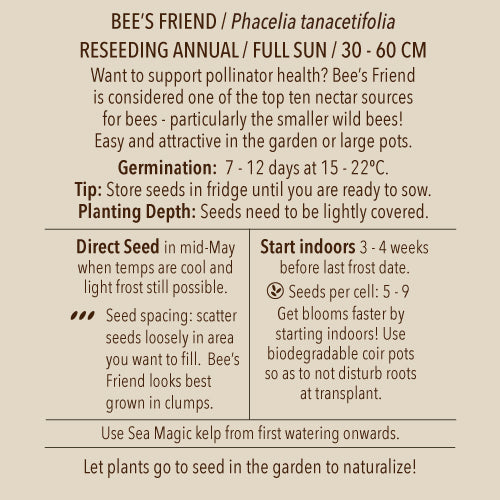 Seeds - Phacelia, Bee's Friend OG (SGH