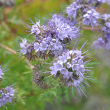 Phacelia, Bee's Friend (Organically Grown Seeds)