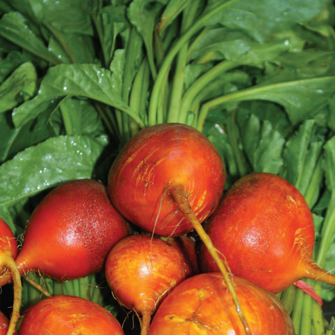 Beet, Touchstone Gold (Certified Organic Seeds)