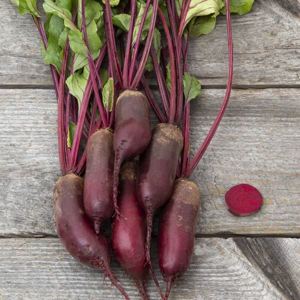 Beet, Formanova (Certified Organic Seeds)