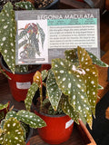 Live Plant - Begonia Maculata