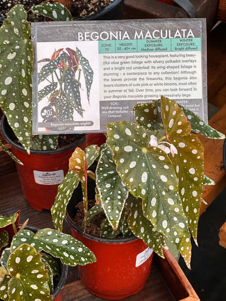 Live Plant - Begonia Maculata