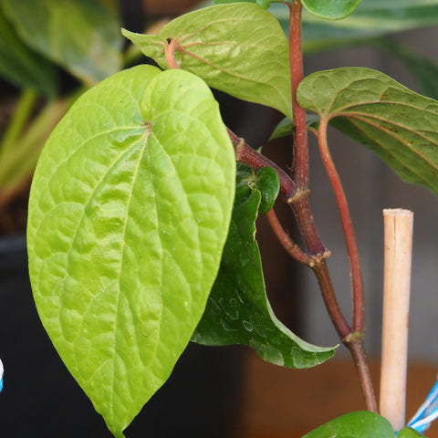 Live Plant - Piper Betle (Betel Leaf)