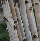 Holiday Greenery - Birch Poles - Locally Harvested