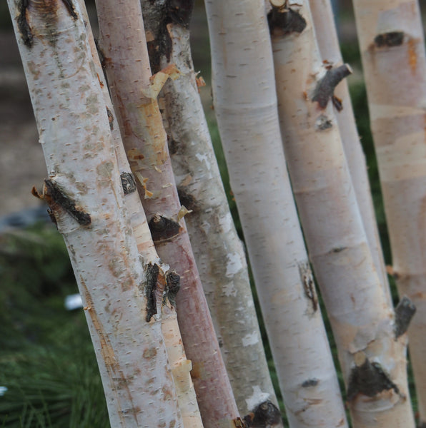 Holiday Greenery - Birch Poles - Locally Harvested