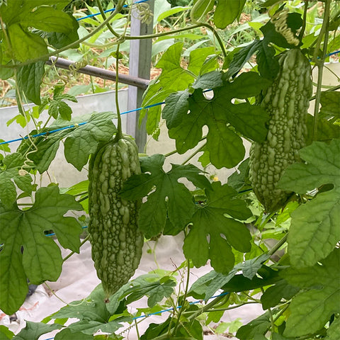 Seeds - Cucumber, Bitter Melon OG (T)