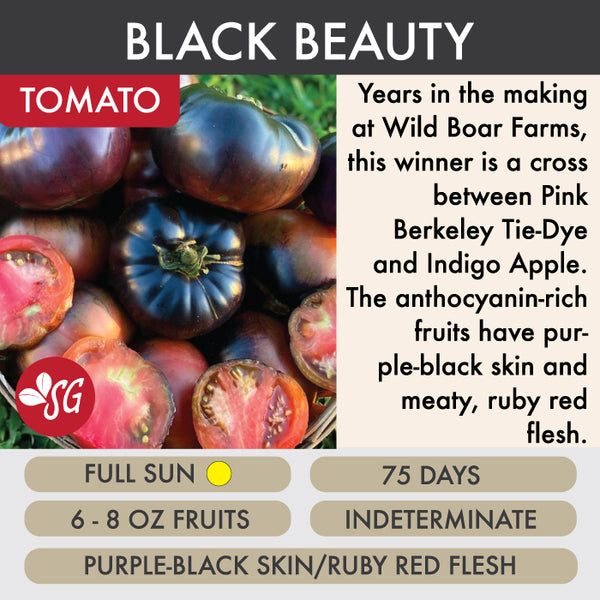 Black Beauty - Tomato Plant Pre-Order 2026
