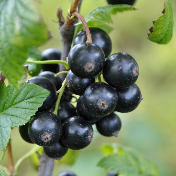Currant, Ben Conan Black (1-gallon)