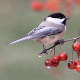 Wildcrafted Willow & Suet Bird Feeder - January 10, 2026 - 3:30 pm