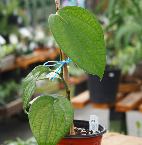 Live Plant - Black Pepper (Piper nigrum)