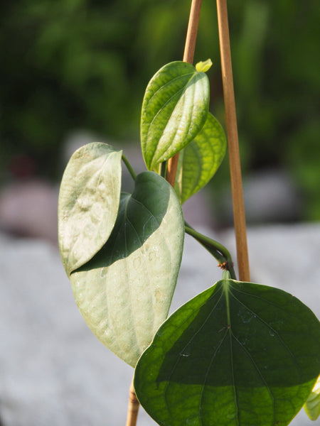 Live Plant - Black Pepper (Piper nigrum)