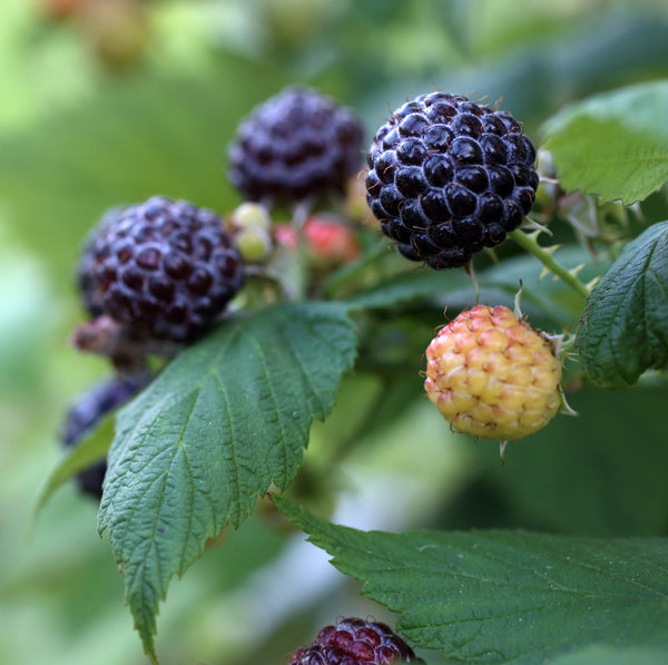 Raspberry, Aubin Black (1-gallon)