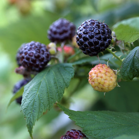 Raspberry, Aubin Black (1-gallon)