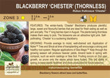 Blackberry, 'Chester Thornless'  - 1-gallon ORCHARD PREORDER FOR LATE MAY 2024