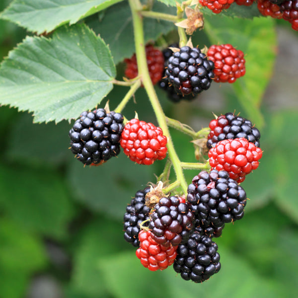 Blackberry, Chester Thornless (1-gallon)