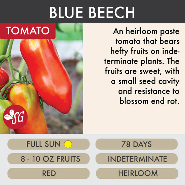 Blue Beech - Tomatoes 2026