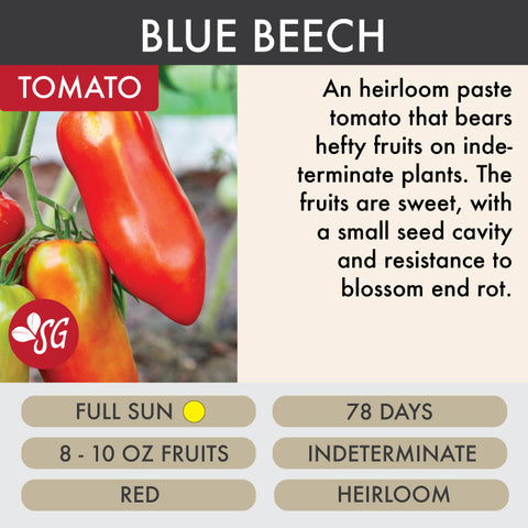 Blue Beech - Tomato Plant Pre-Order 2026