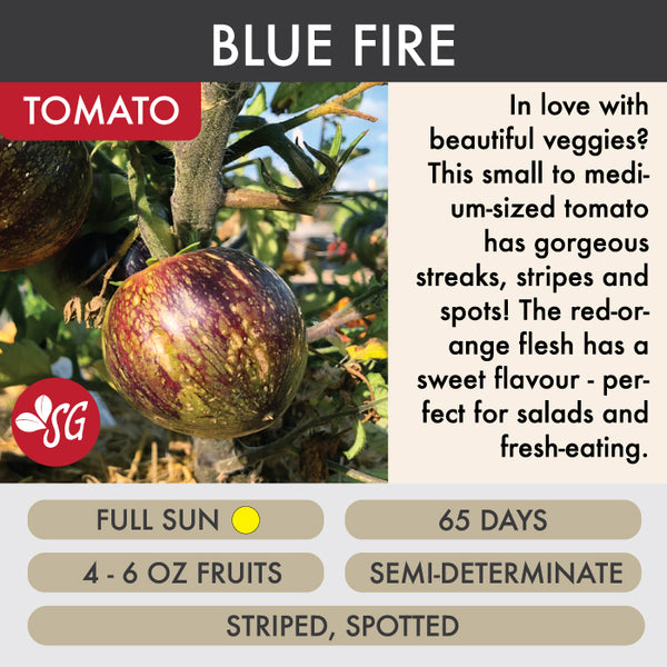 Blue Fire - Tomato Plant Pre-Order 2026